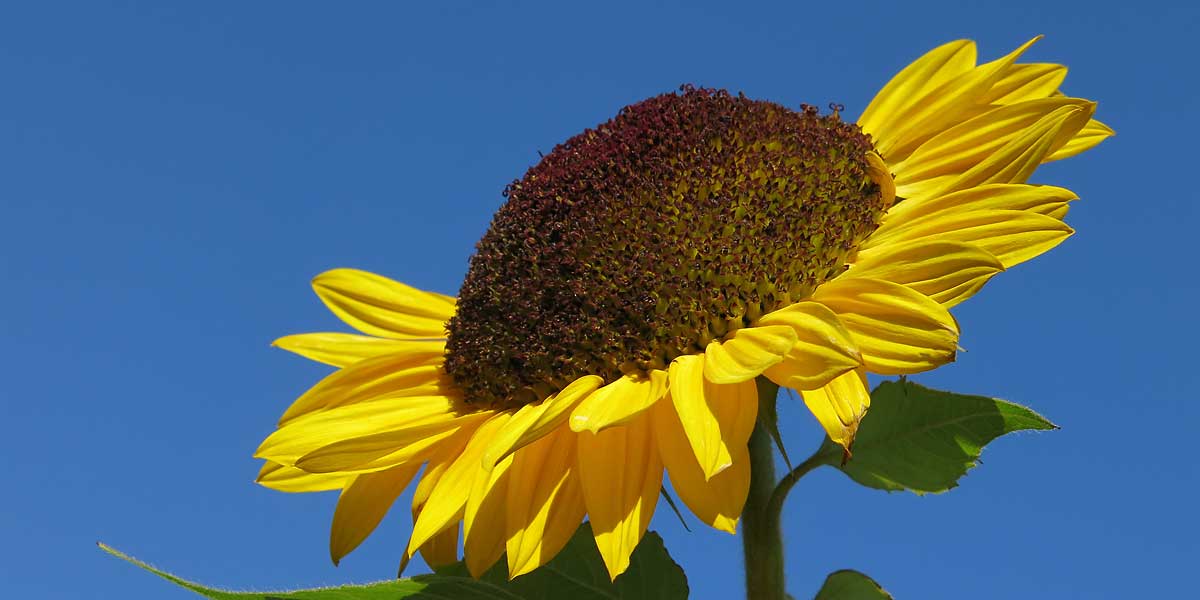 Sonnenblume · © Romano Amend 2013 Sonnenblume · © Romano Amend 2013
