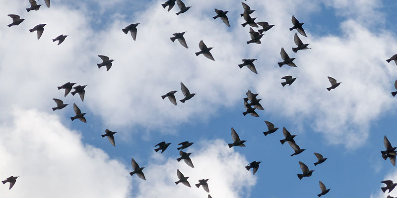 Vogelschwarm – Stare · © Romano Amend Vogelschwarm – Stare