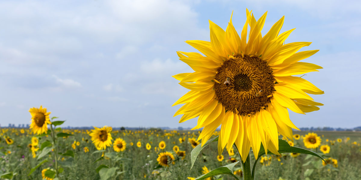 Sonnenblume · © 2022 Romano Amend Sonnenblume · © 2022 Romano Amend